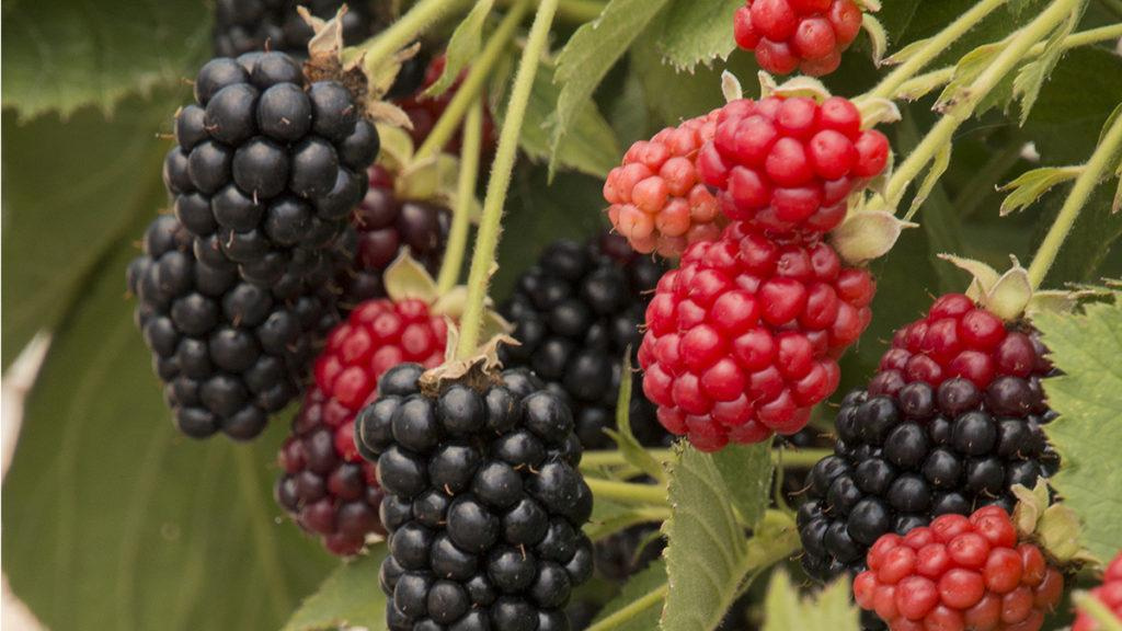 Close-up of Baby Cakes Blackberry plant.