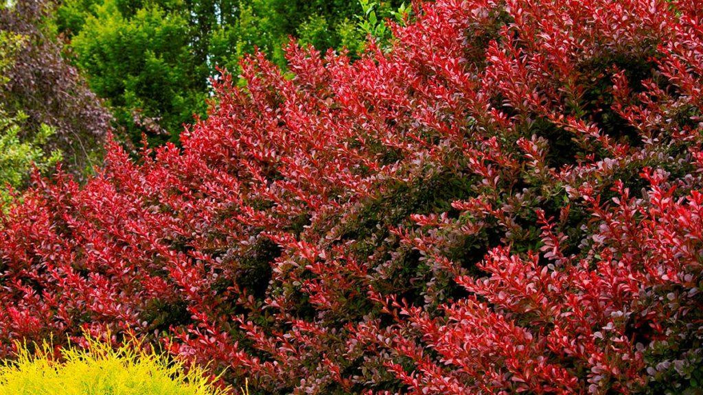 Cherry Bomb Japanese Barberry plant in a garden.