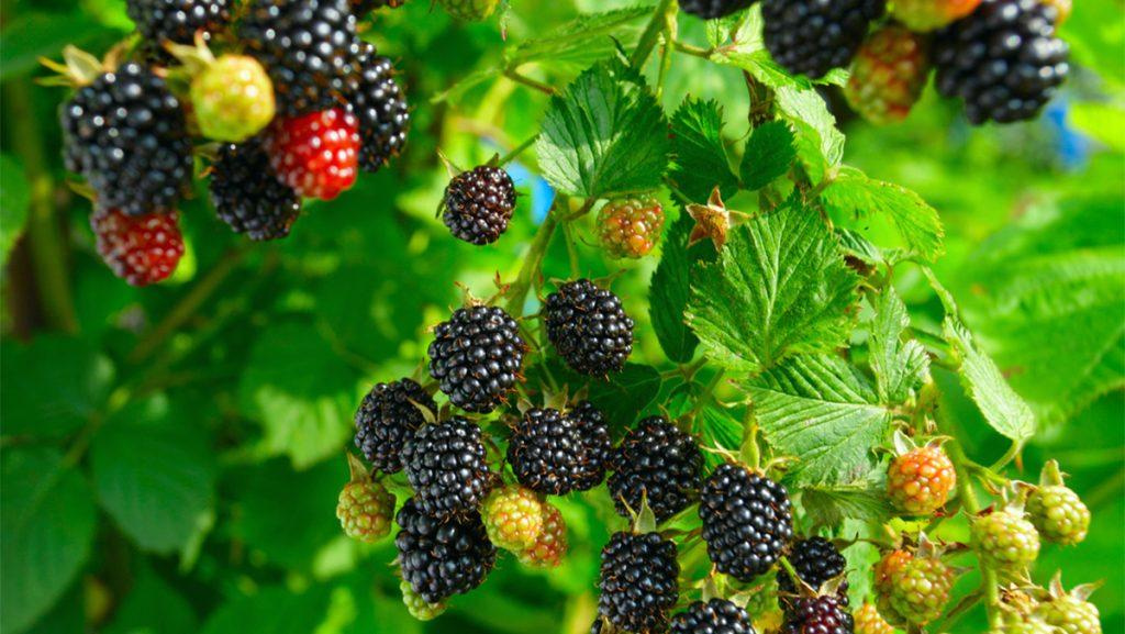 Close-up of a Prime-Jim Blackberry plant.