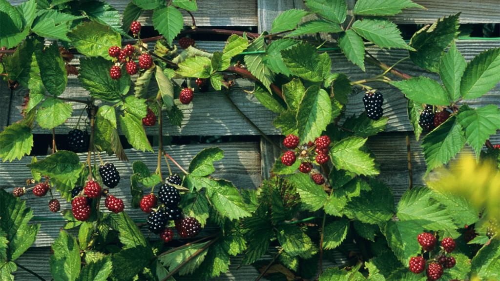 Red and navy blue berries growing on a vine.