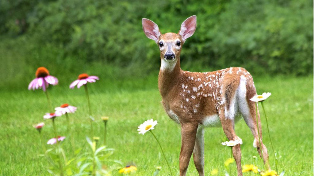 A deer in a field next to pink coneflowers and white daisies.