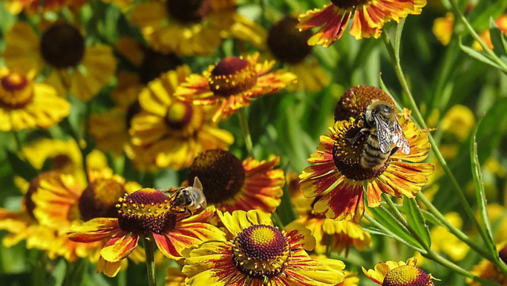 Orange and yellow flowers with a couple bees at the center of them.