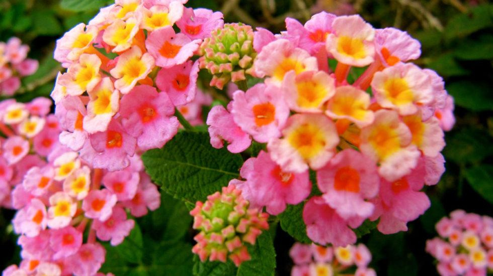 Close-up of bright pink and yellow lantana flowers.