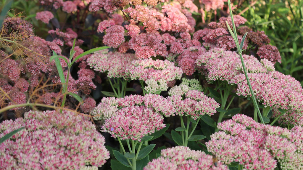 Light and dark pink sedum flowers.