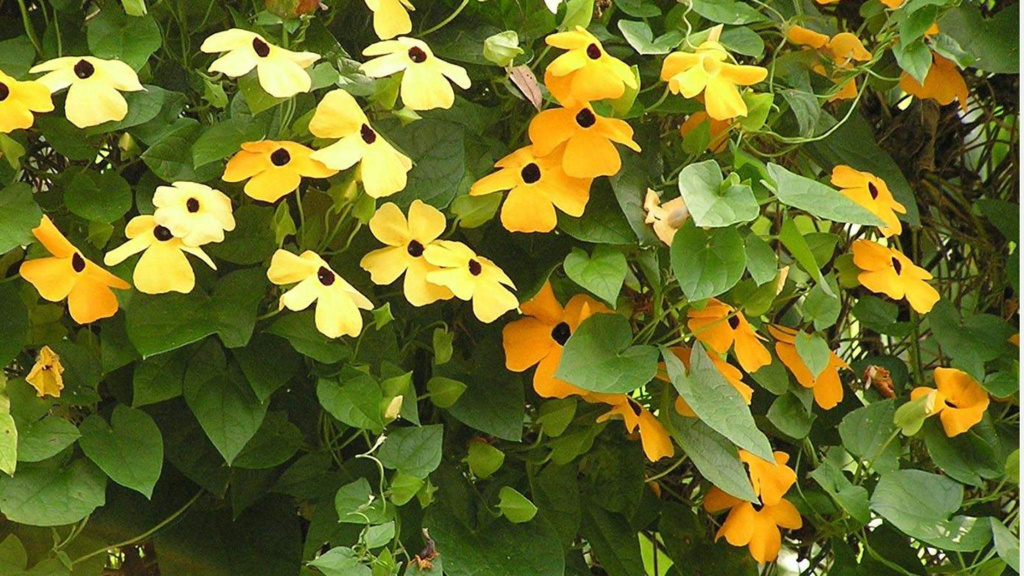 Orange and yellow flowering vine climbers.