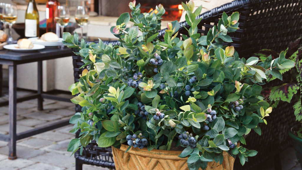 Potted blueberry plant next to a backyard patio set for a wine themed dinner.