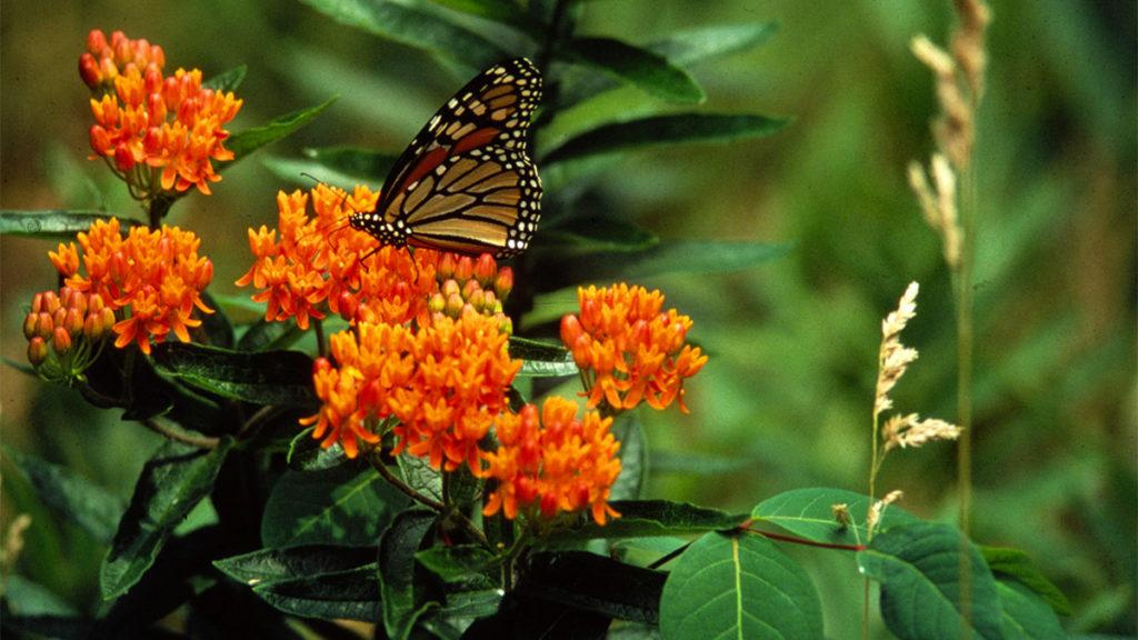 Close-up of the Gay Butterflies Milkweed flowers with a butterfly on top.