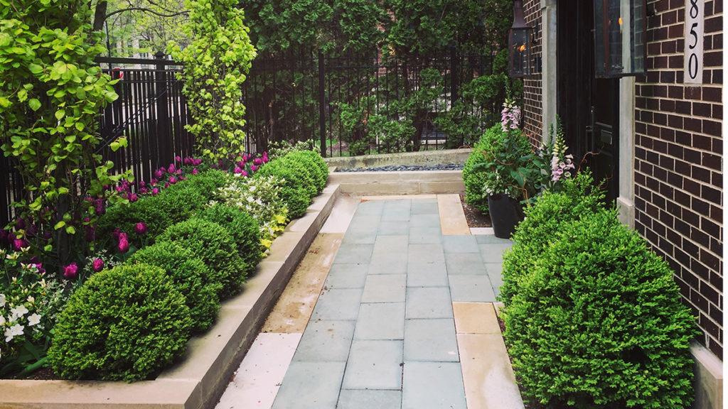 Tiny side yard filled with rows of boxwood and different flowers such as white azaleas.