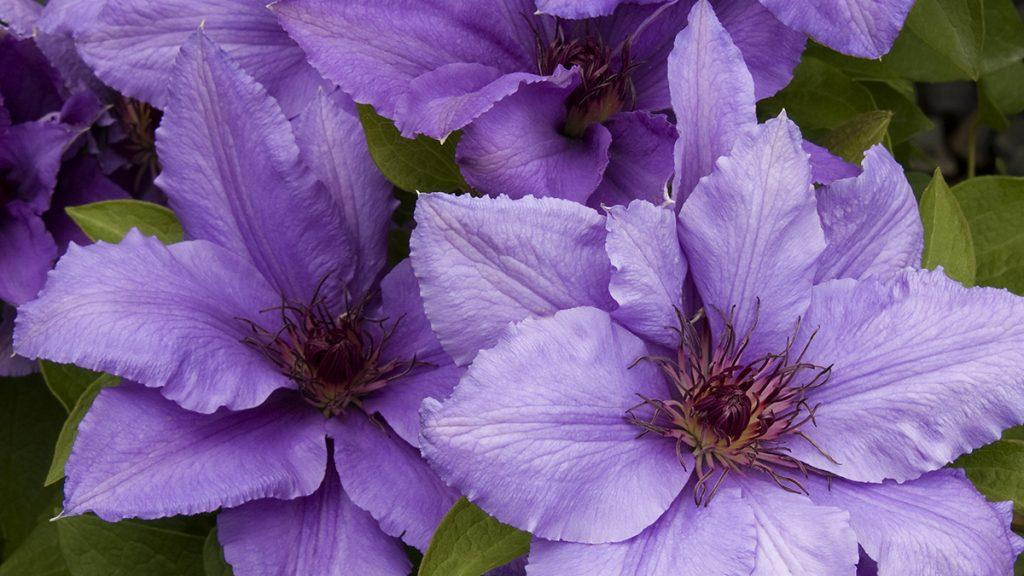 Close-up of three purple Clematis flowers.