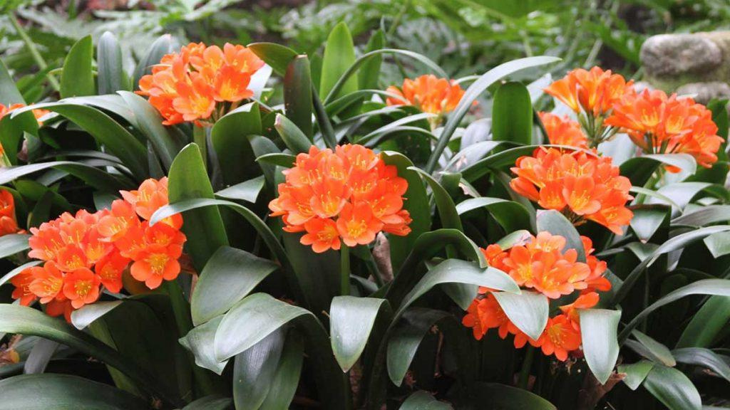 Belgian Hybrid Orange Bush Lily plant.