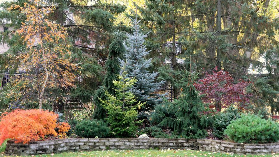 Variety of green Conifer trees and other shrubs. 