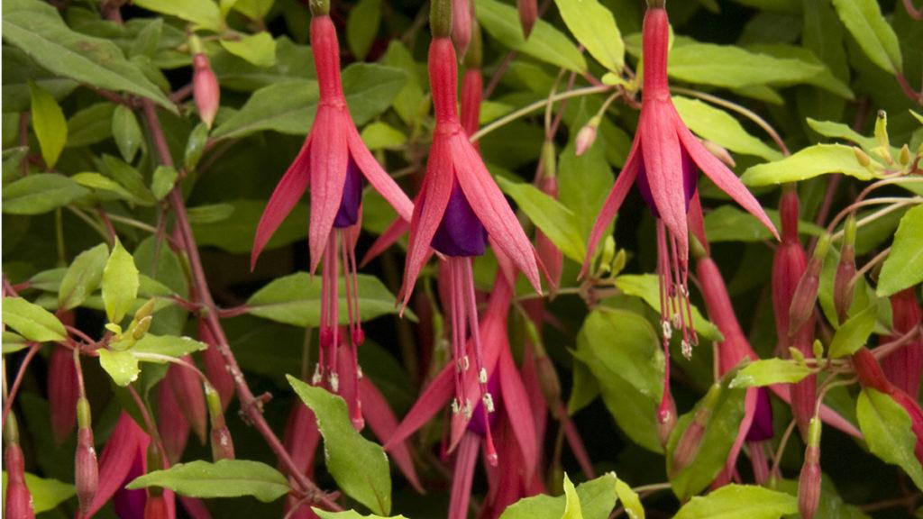 Close-up of the Hardy Fuchsia plant.