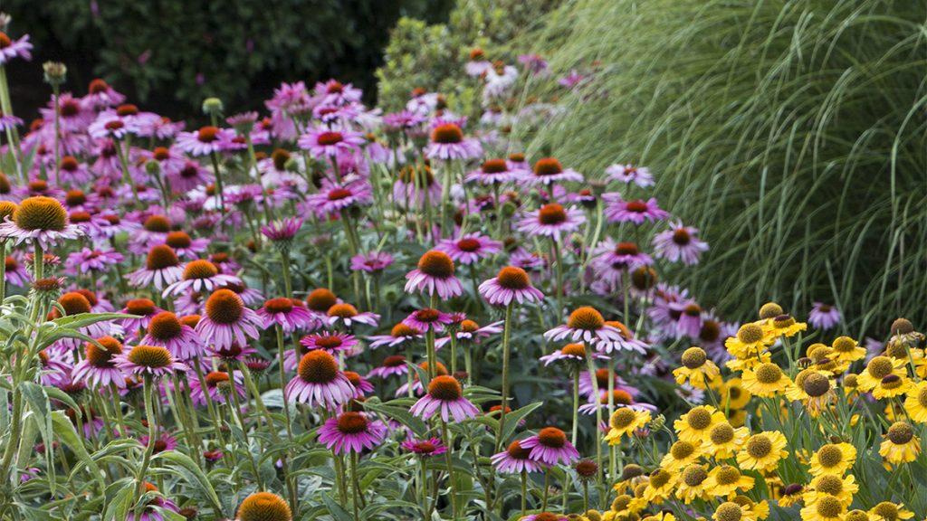 The Ruby Star Coneflower next to yellow flowers in a garden.