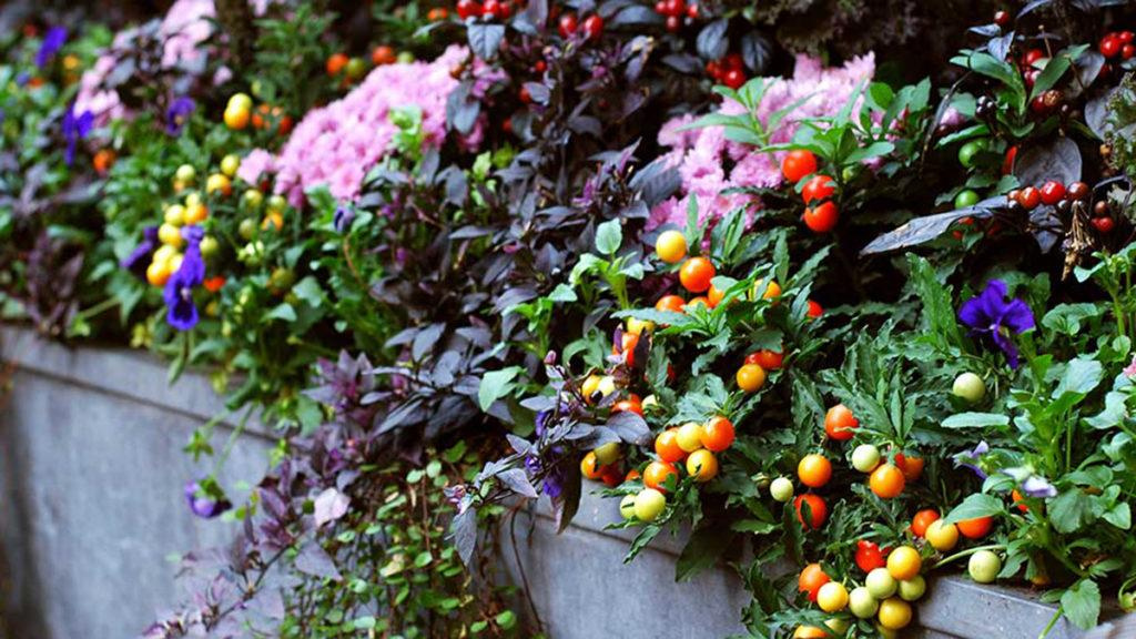 Close-up of a variety of fall inspired pink, orange, yellow, and purple plants in a rectangular container.