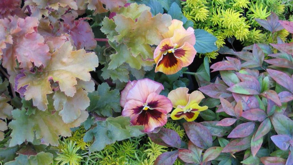 Cool tone flowers of antique pansies are set next to a foliage of coral bells, nandina, and Angelina sedum.