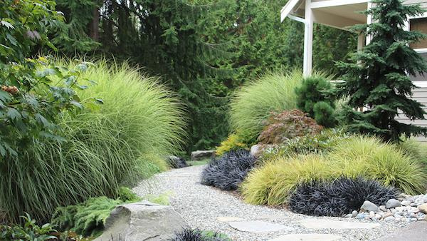 Front of home landscape with a gravel path, bluestone steppers, grass, and evergreens set next to a forest.