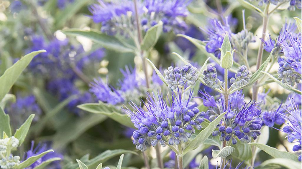 Close-up of a dark knight caryopteris purple flower plant. 