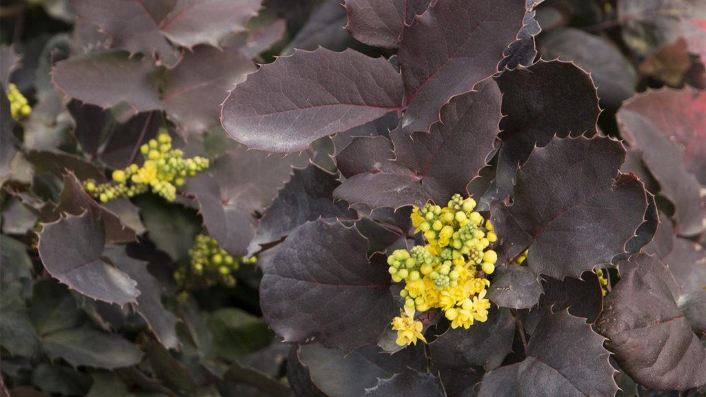 Close-up of a DarkStar Creeping Oregon Grape plant.