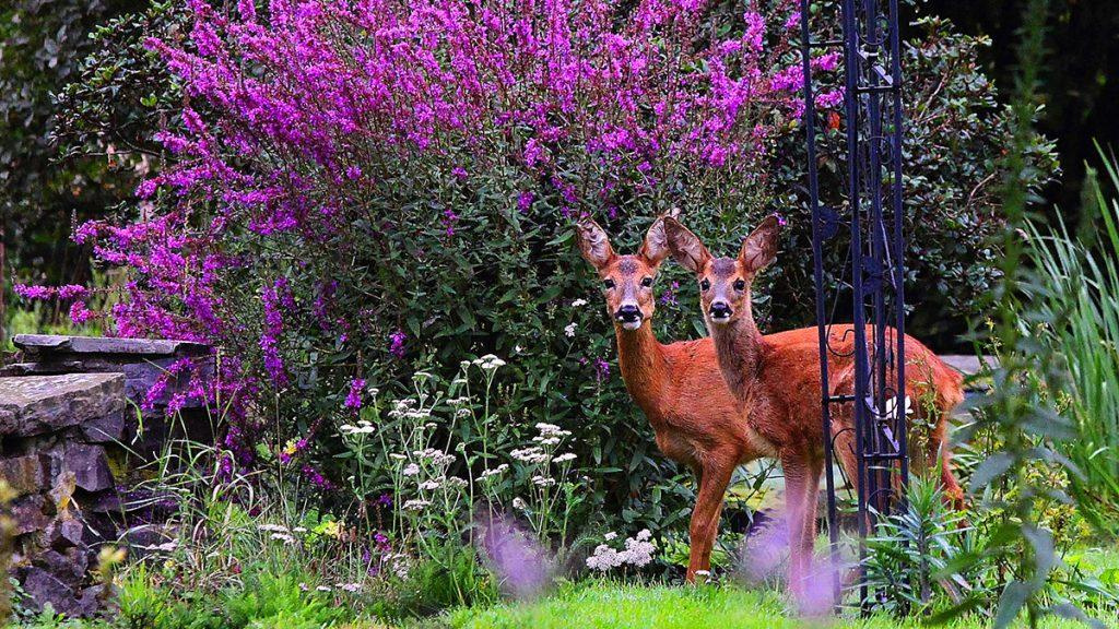 Two deers browsing in a garden with bright purple flowers and other green plants. 