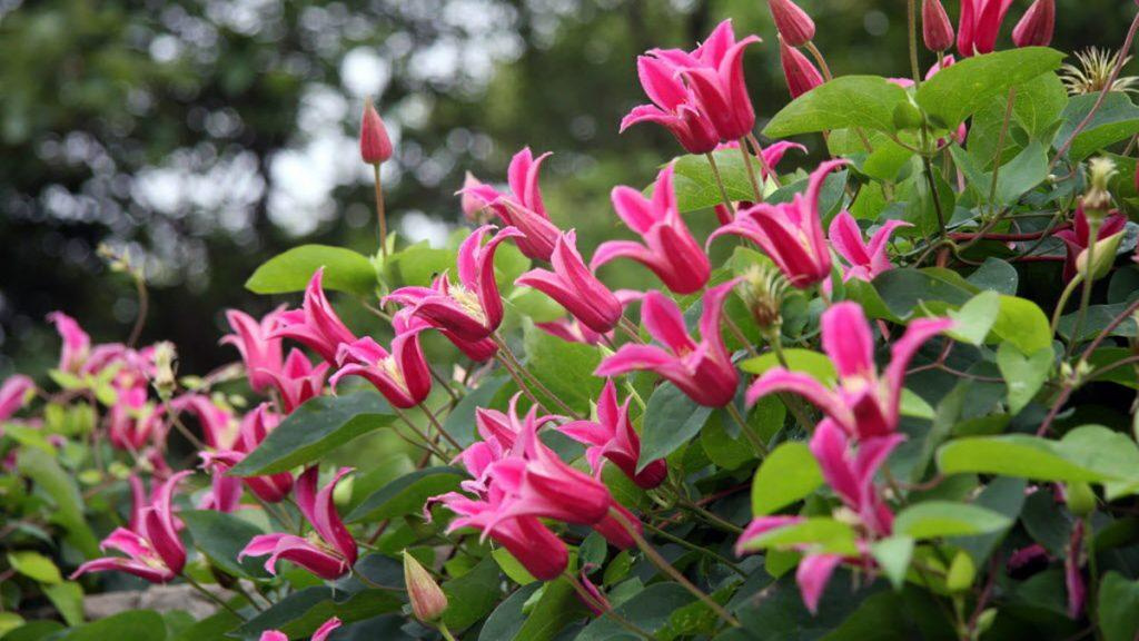 Close-up of Princess Diana Clematis pink flowers.