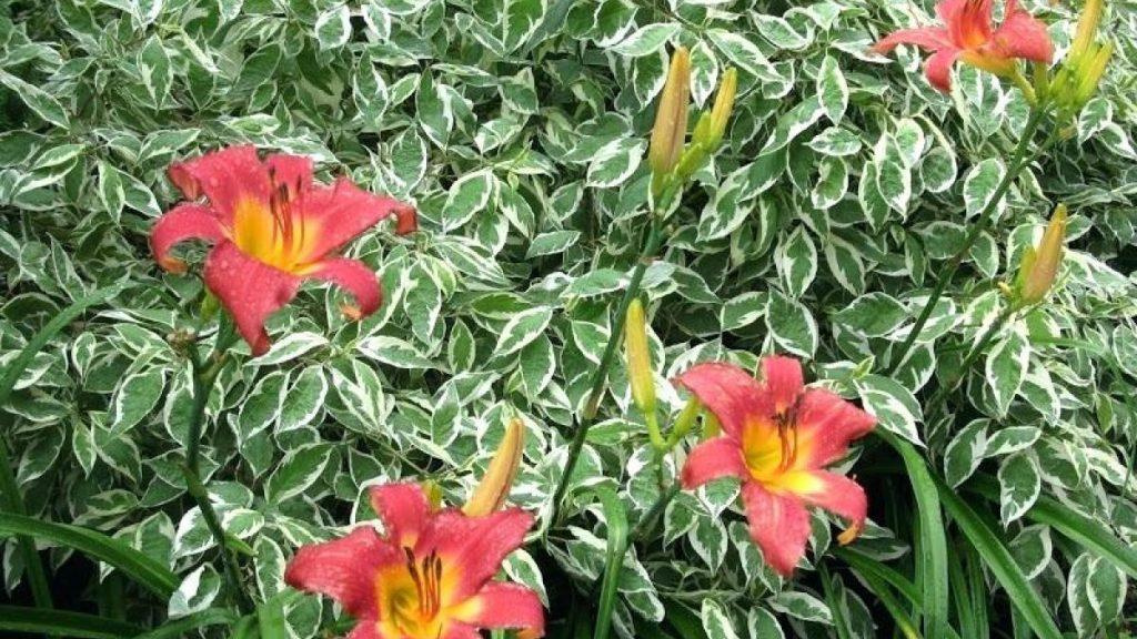 Close-up of Ivory Halo Dogwood with red flowers.