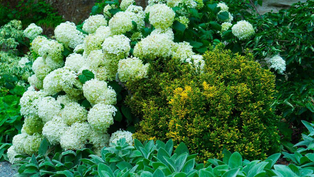 Annabelle Hydrangea, Big Ears Lamb’s Ear, and Sunny Delight Boxleaf Euonymus together in a garden.