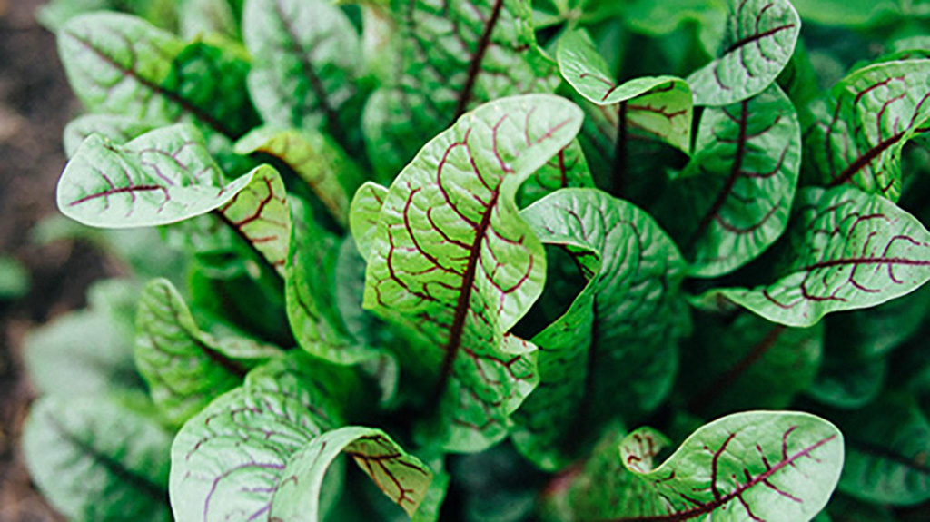 Close-up of the Bloody Sorrel / Red Dock plant.