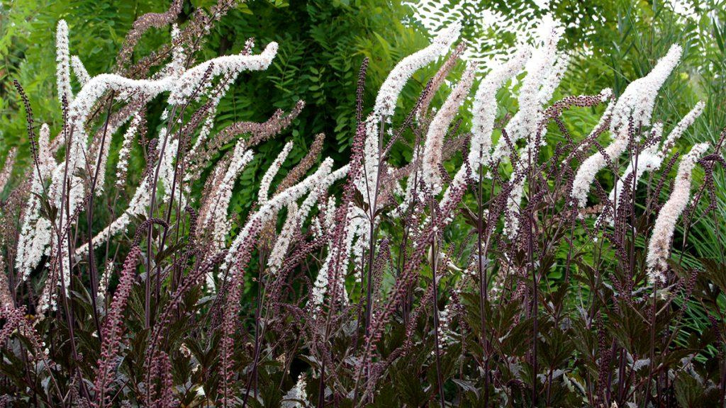 Black Negligee Snakeroot plant surrounded by green trees.