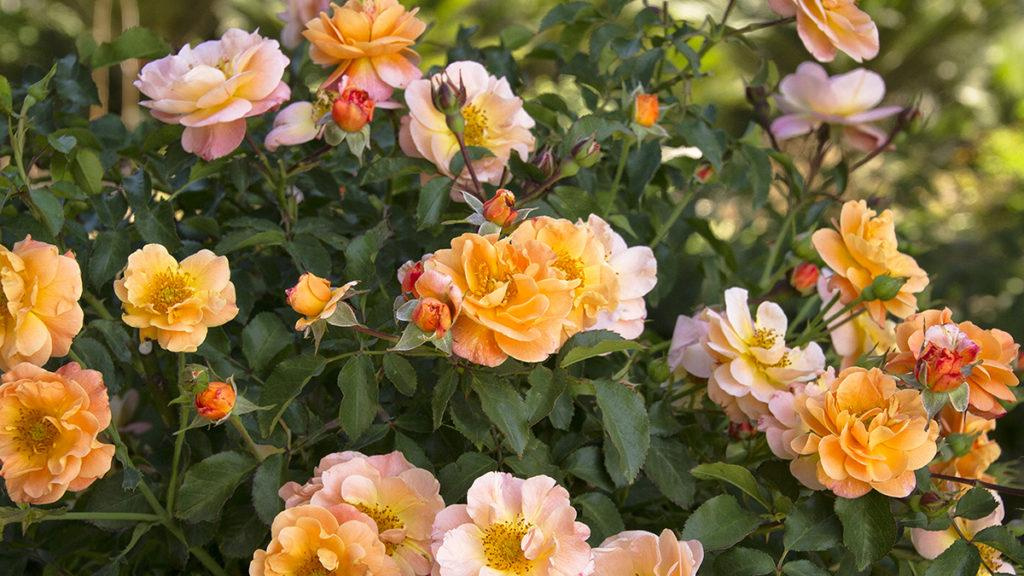 Close-up of Flower Carpet Amber Roses.