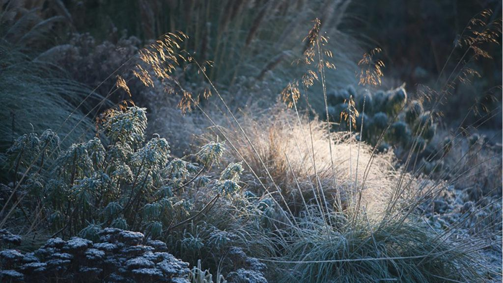 Wintertime frost covers a variety of different shrubs and trees.