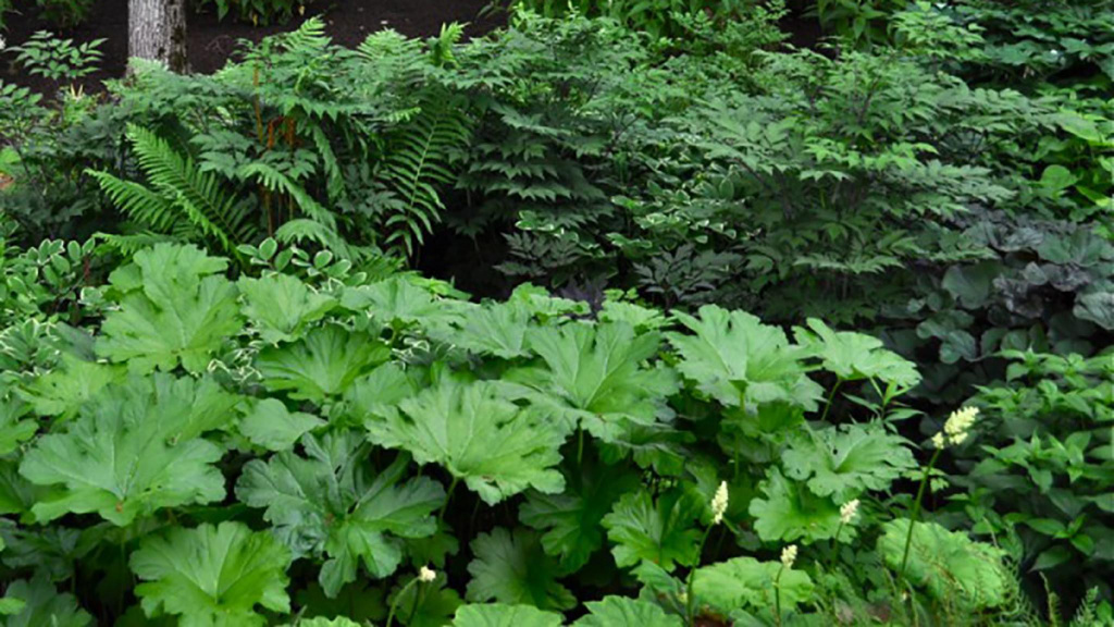 Different types of green shade-loving perennials.