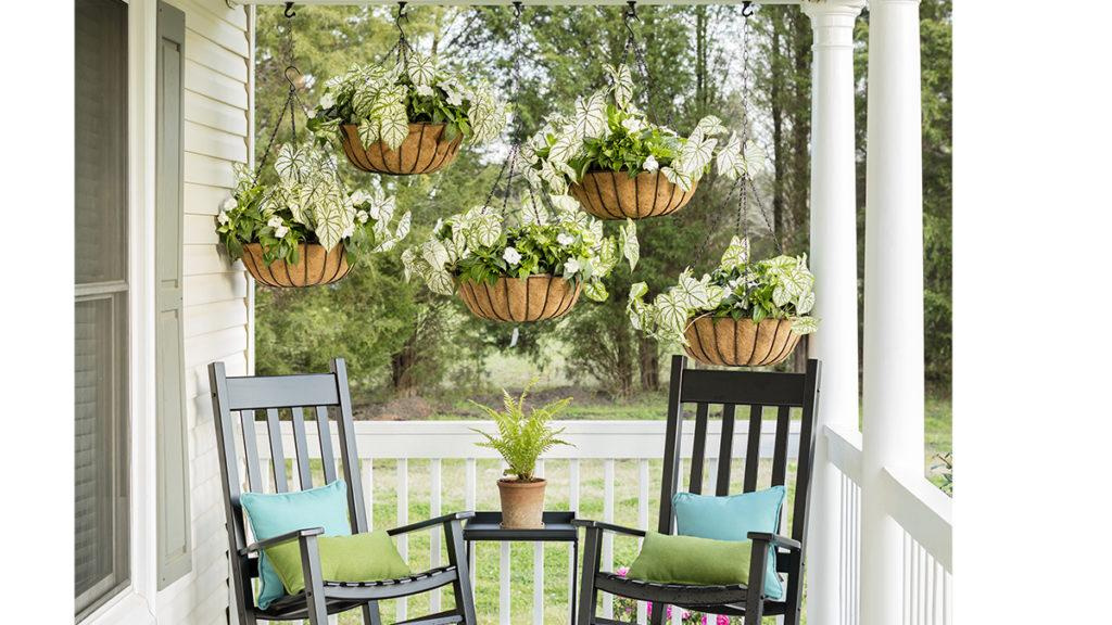 Five hanging baskets filled with New Guinea impatiens and white caladiums on a white front porch above two rocking chairs.