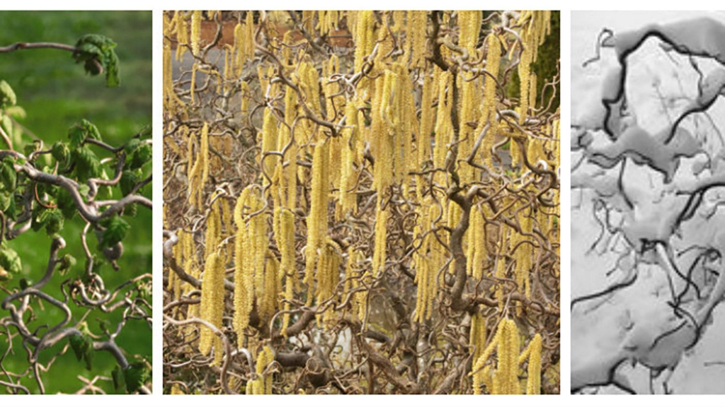 Three images of the Harry Lauder’s Walking Stick plant: Before it has bloomed, bloomed, and when in snow.