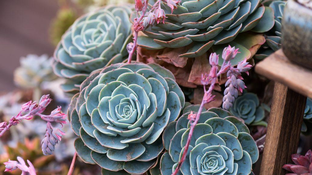 Close-up of four large succulents.