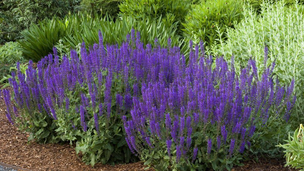 May Night Sage plants.