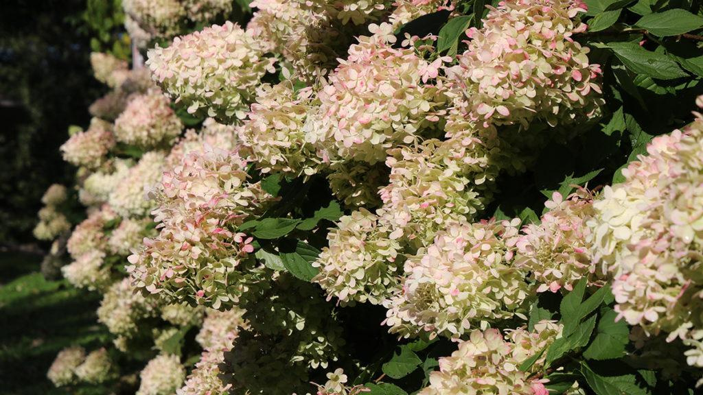 Strawberry Shake Hydrangea flowers.