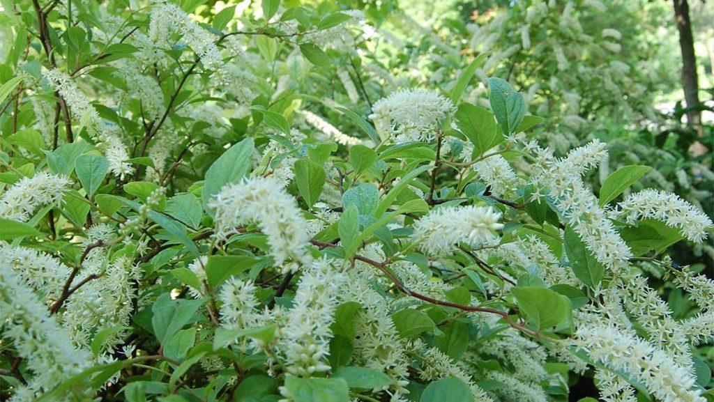 Close-up of Henry's Garnet Sweetspire plant.