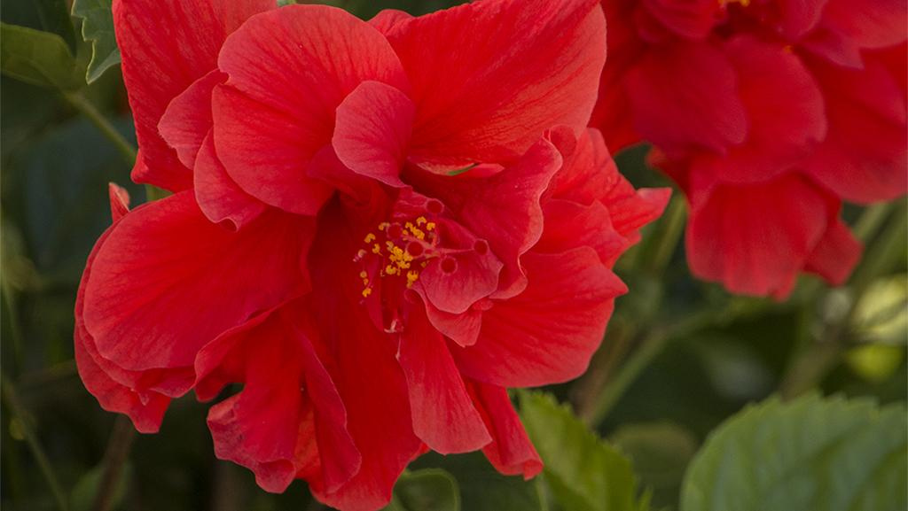 Close-up of two Red Dragon Hibiscus flowers.