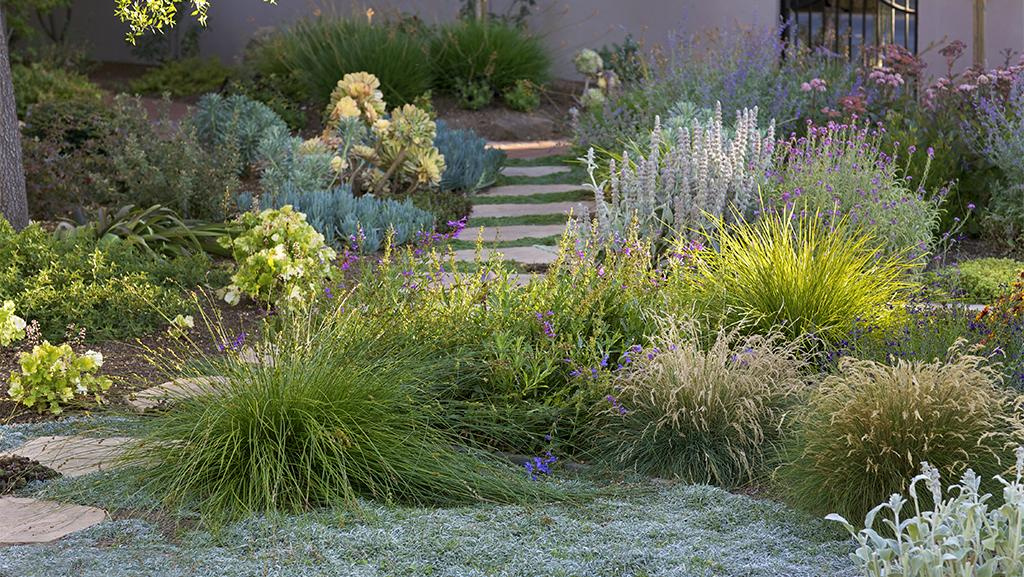 A pathway through a low-water garden with Elijah Blue Fescue, Pink Beardtongue, Blue Chalksticks, Lamb's Ear, Lavender.