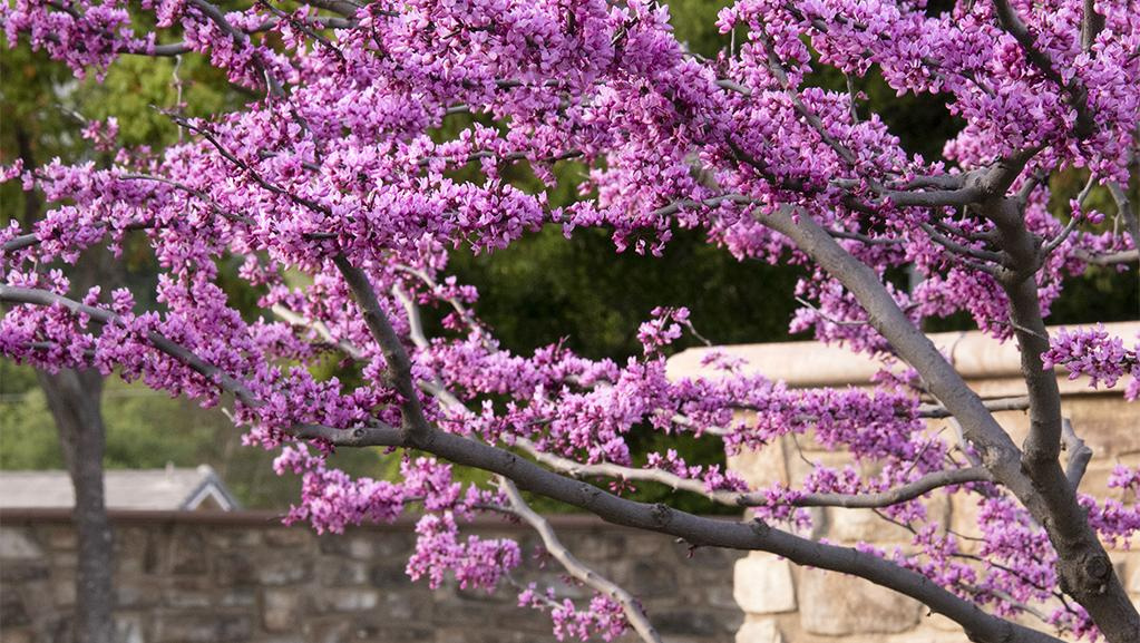 Close-up of a Forest Pansy Redbud tree.