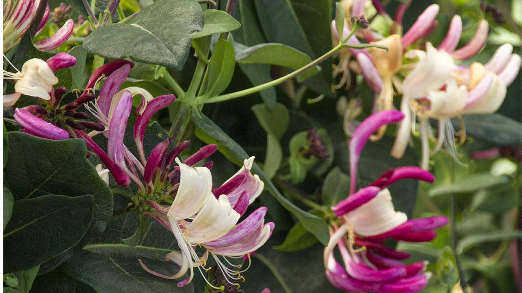 Close-up of the Peaches and Cream Honeysuckle.