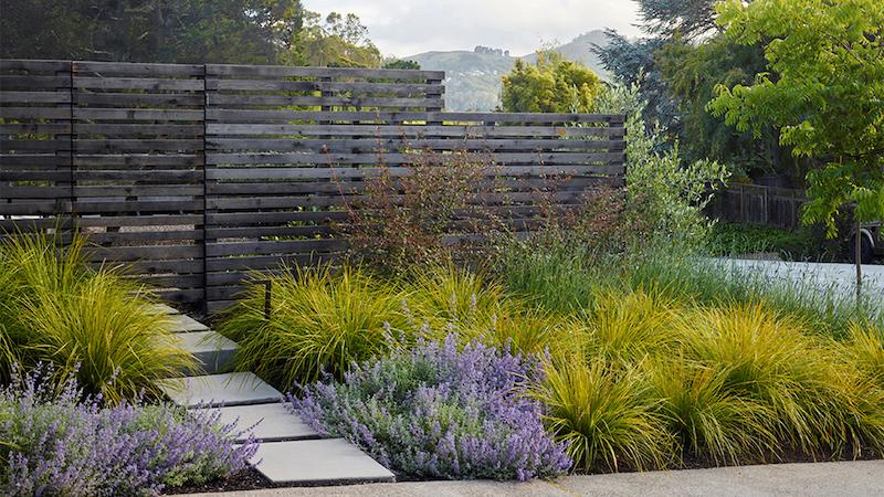 Private home landscape with wooden fence and plants like grasses, flowering shrubs, and perennials like catmint.