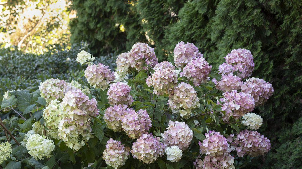 Strawberry Shake Hydrangea Plant among other greens.