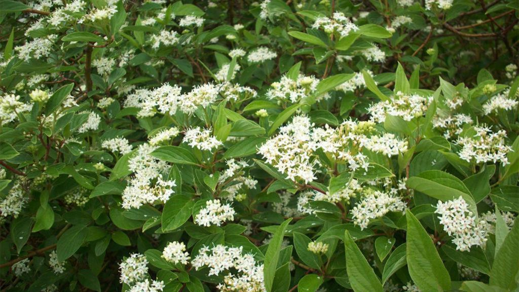 Close-up of the Isanti Red-Osier Dogwood plant.