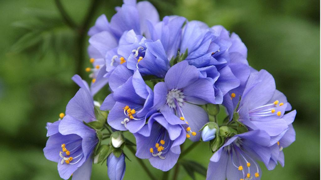 Close-up of Variegated Jacob's Ladder flowers.