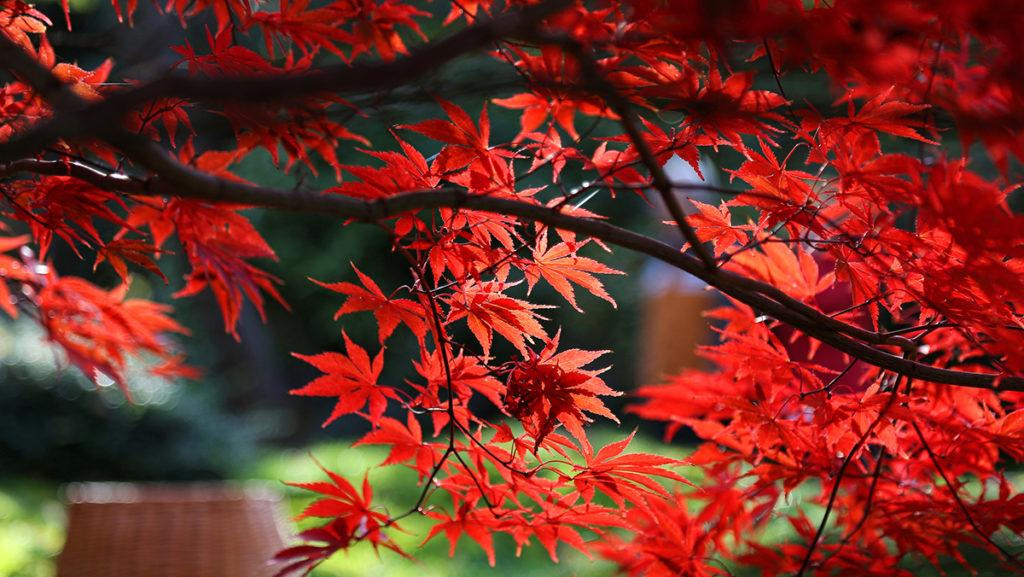 Close-up of a Japanese Maple plant.
