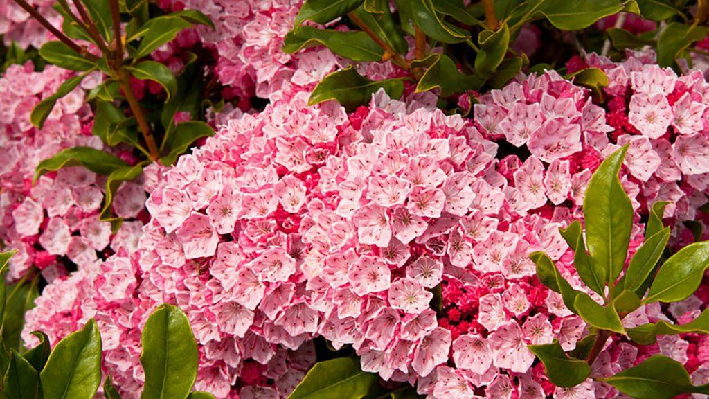 Close-up of Olympic Fire Mountain Laurel flower plant.