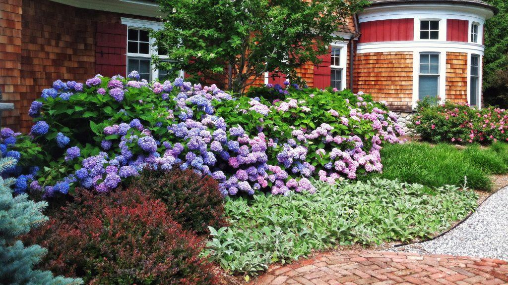 Purple hydrangea flowers and other green shrubs lining the outside of a red brick home. 