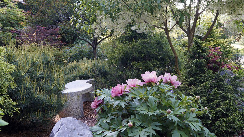 Outdoor garden with a stone bench surrounded by a variety of green trees and shrubs as well as pink flowers.