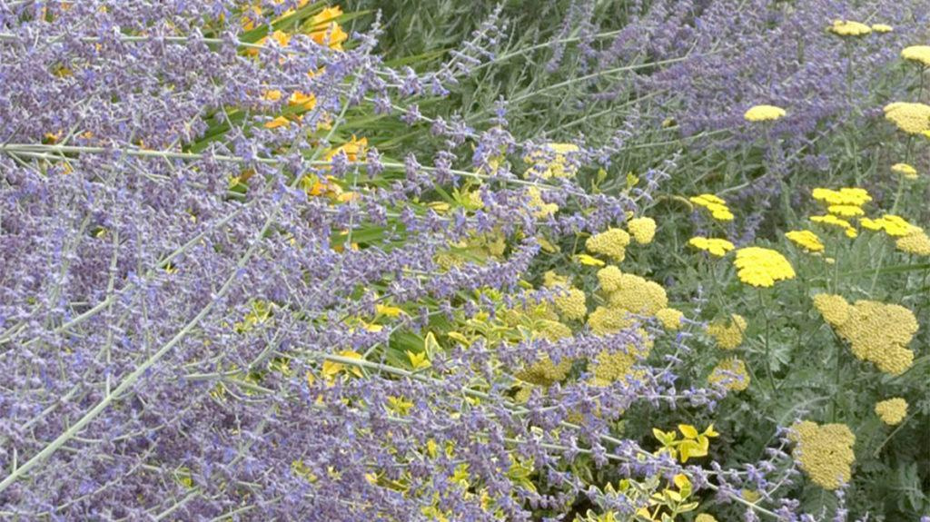 Chaste Tree purple plant with yellow flowers in the background.